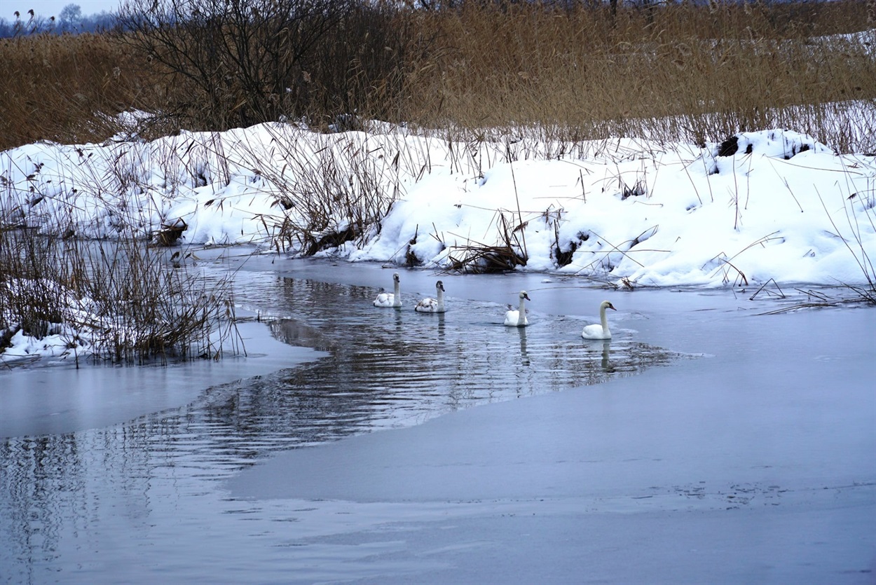 Лебеді у Біляївці