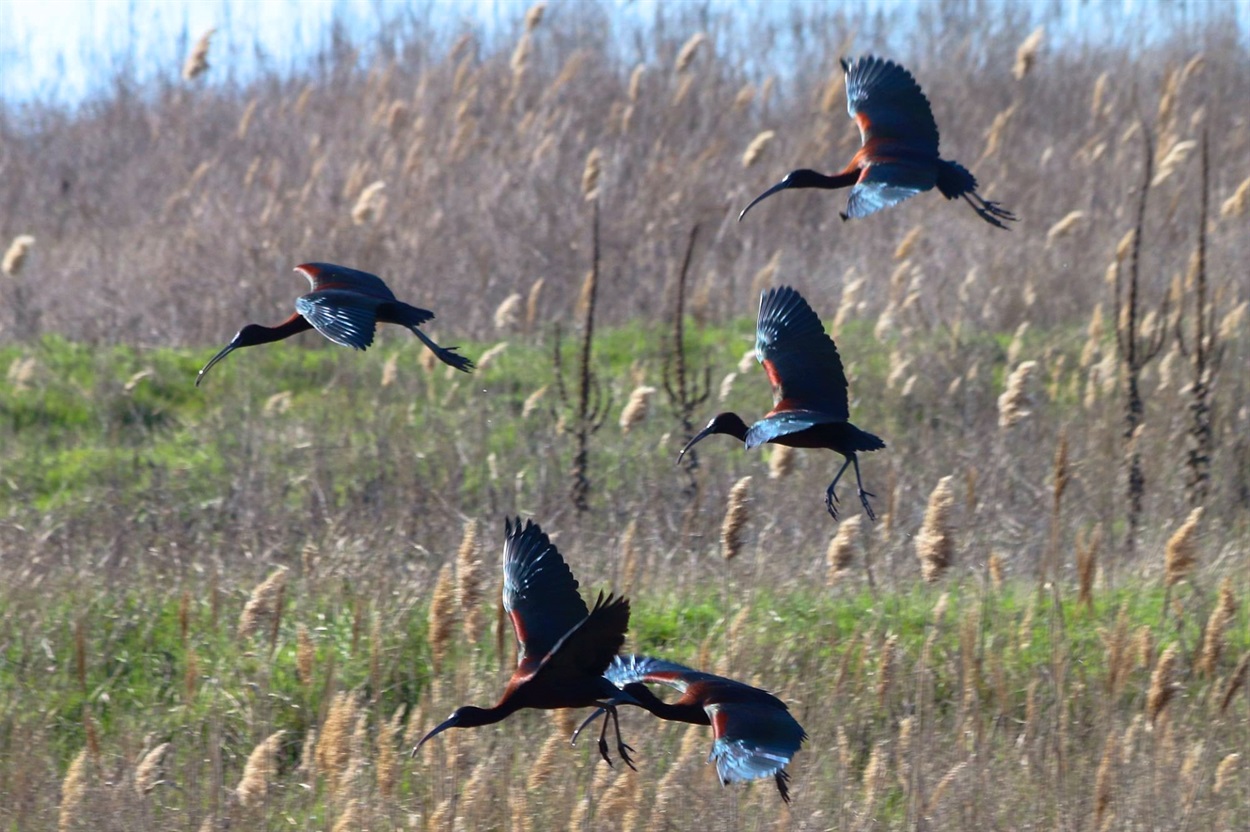 Коровайки на Дністрі