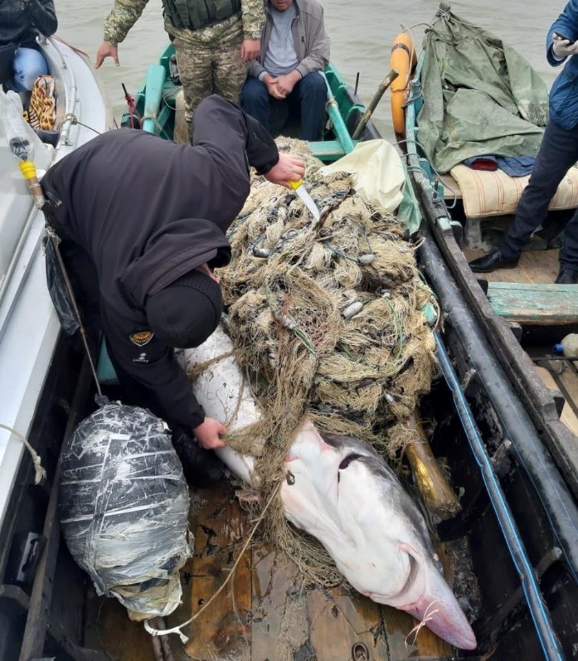 Ізмаїльський прикордонний загін рятує білугу від браконьєрів