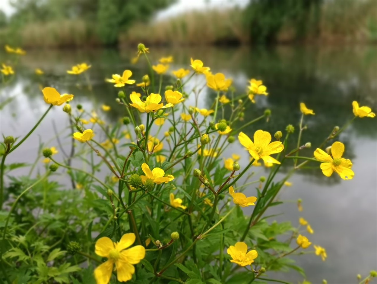 Жовтець їдкий (Ranunculus acris)