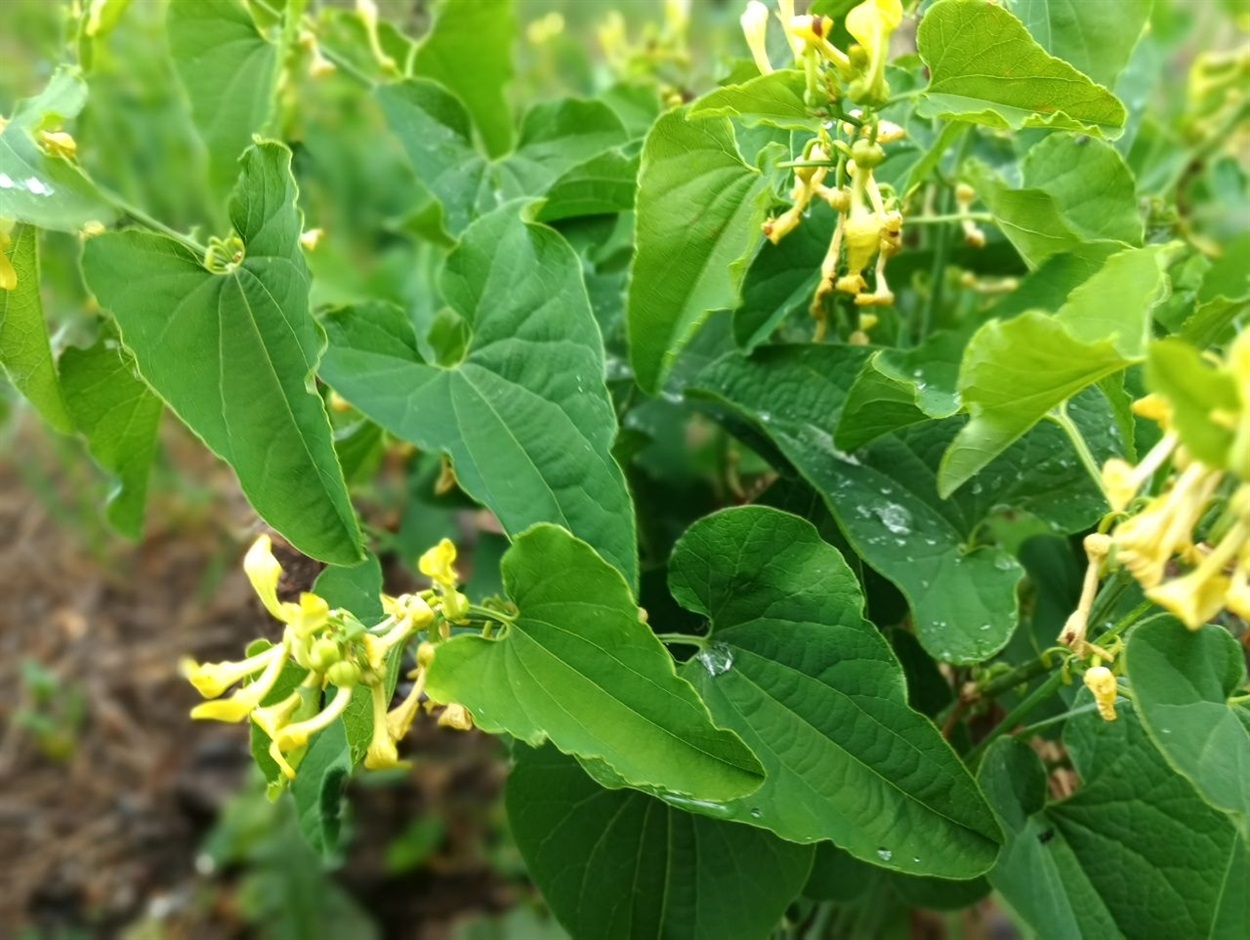 Хвилівник (Aristolochia clematitis)