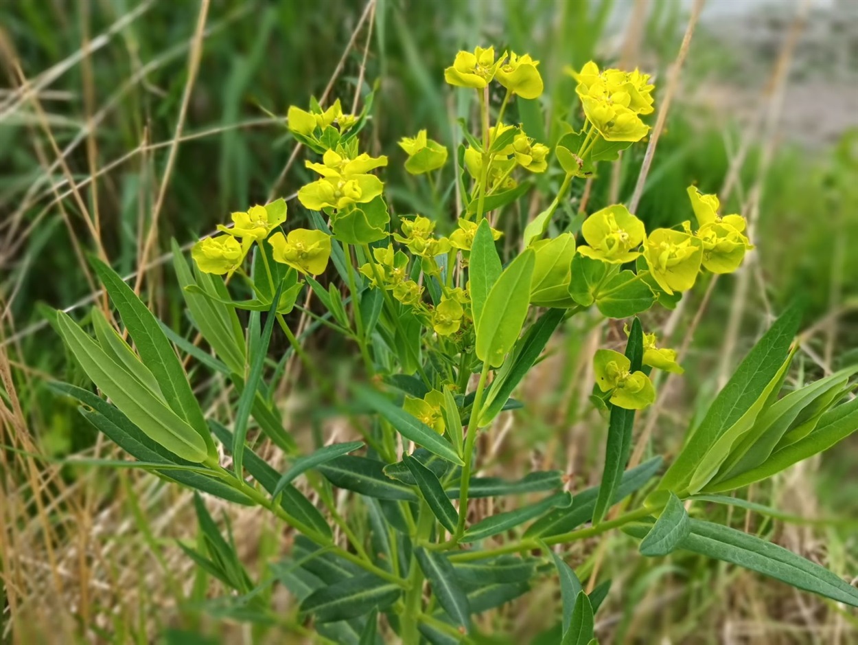Молочай (Euphórbia)