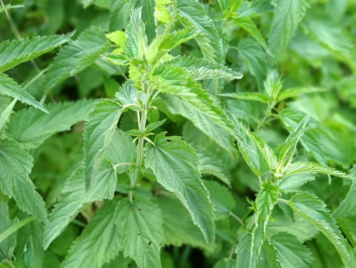 Кропива (Urtica)