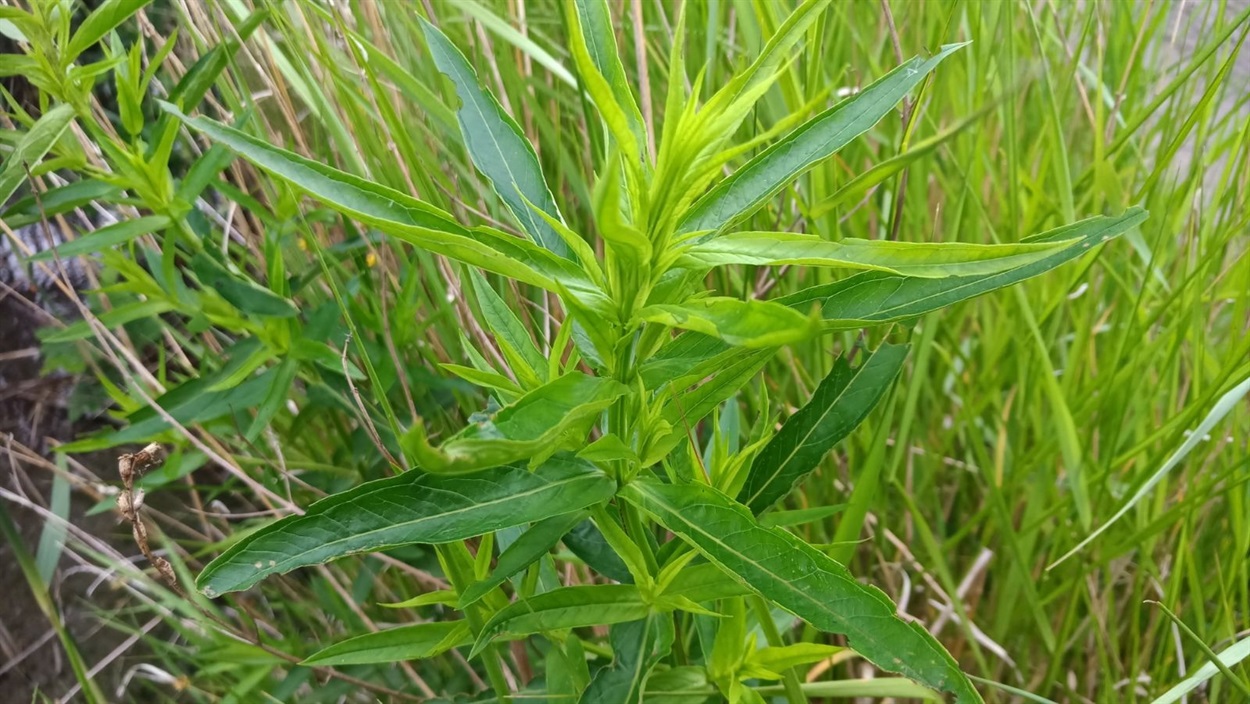 Плакун верболистий (Lythrum salicaria L.)
