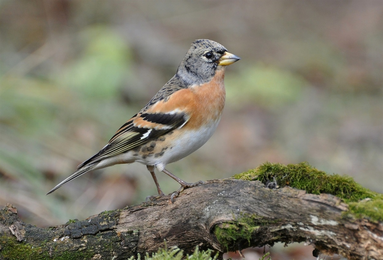 Вьюрок (Fringilla montifringilla)