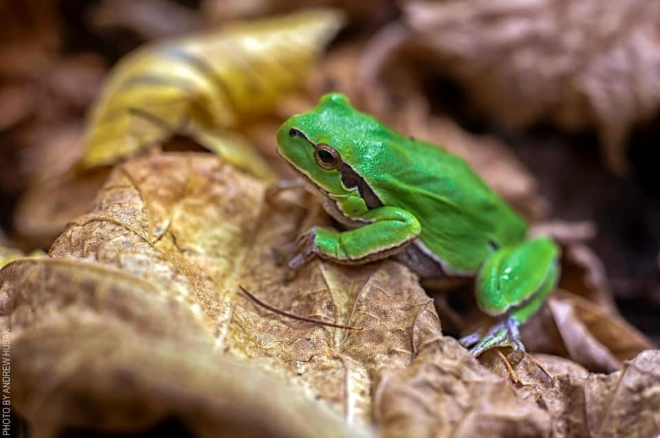 Райка східна (Hyla orientalis) 
