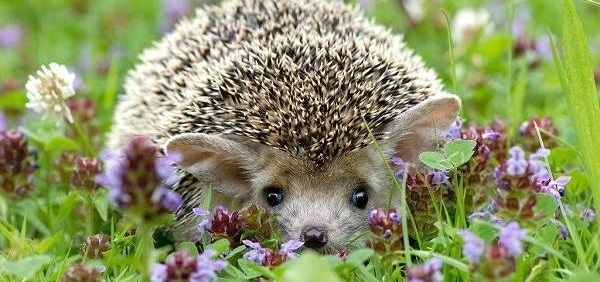 Їжак вухатий 