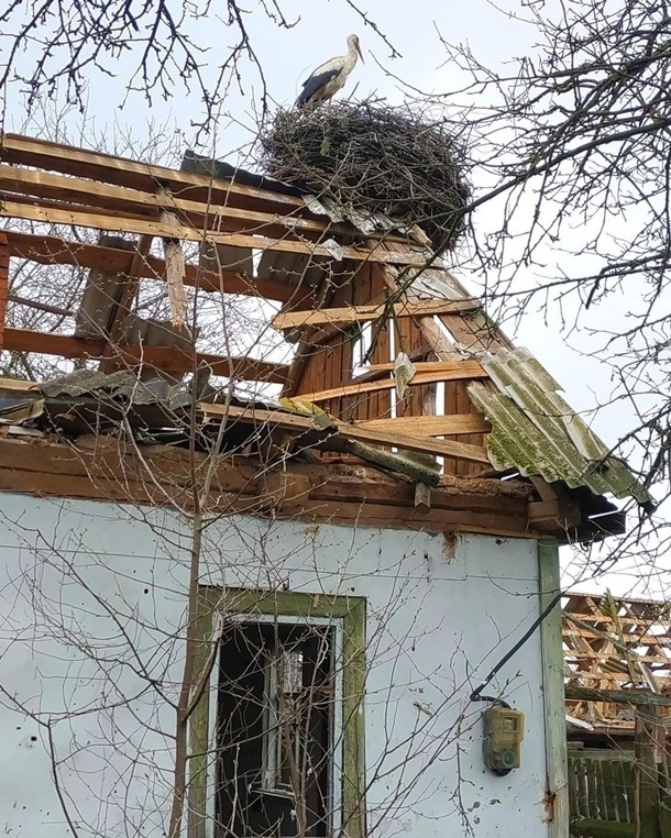 Лелека прилетіла на зруйнований будинок 