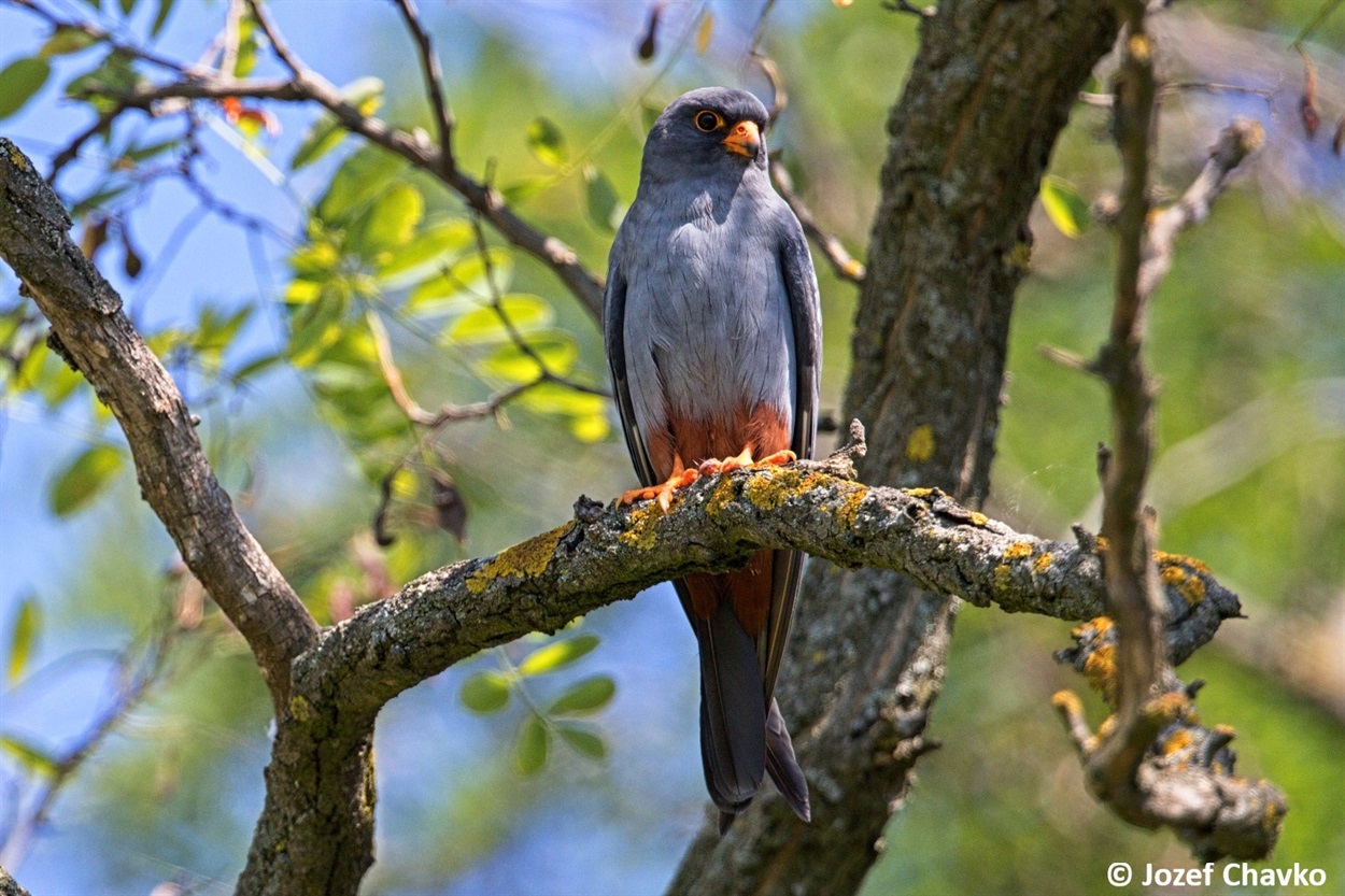 Кібчик (Falco vespertinus)