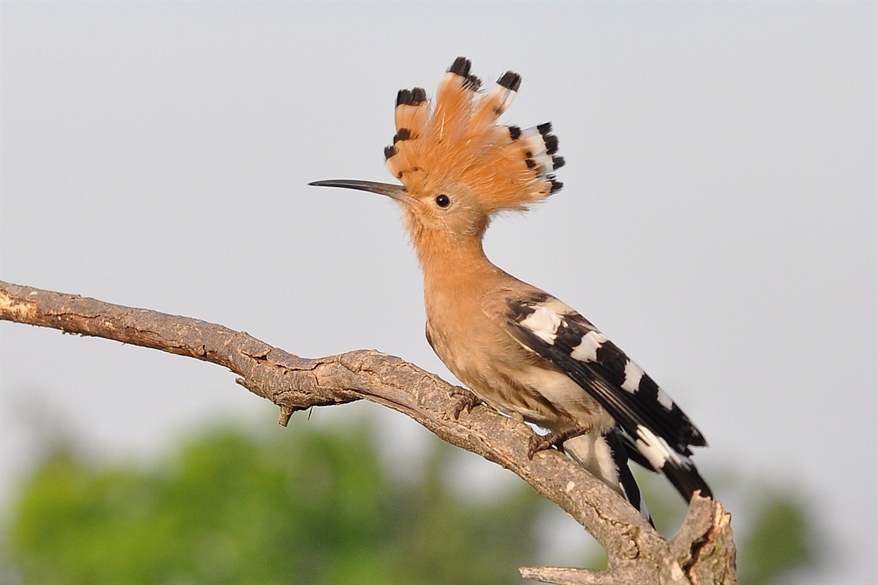  Одуд (Upupa epops)