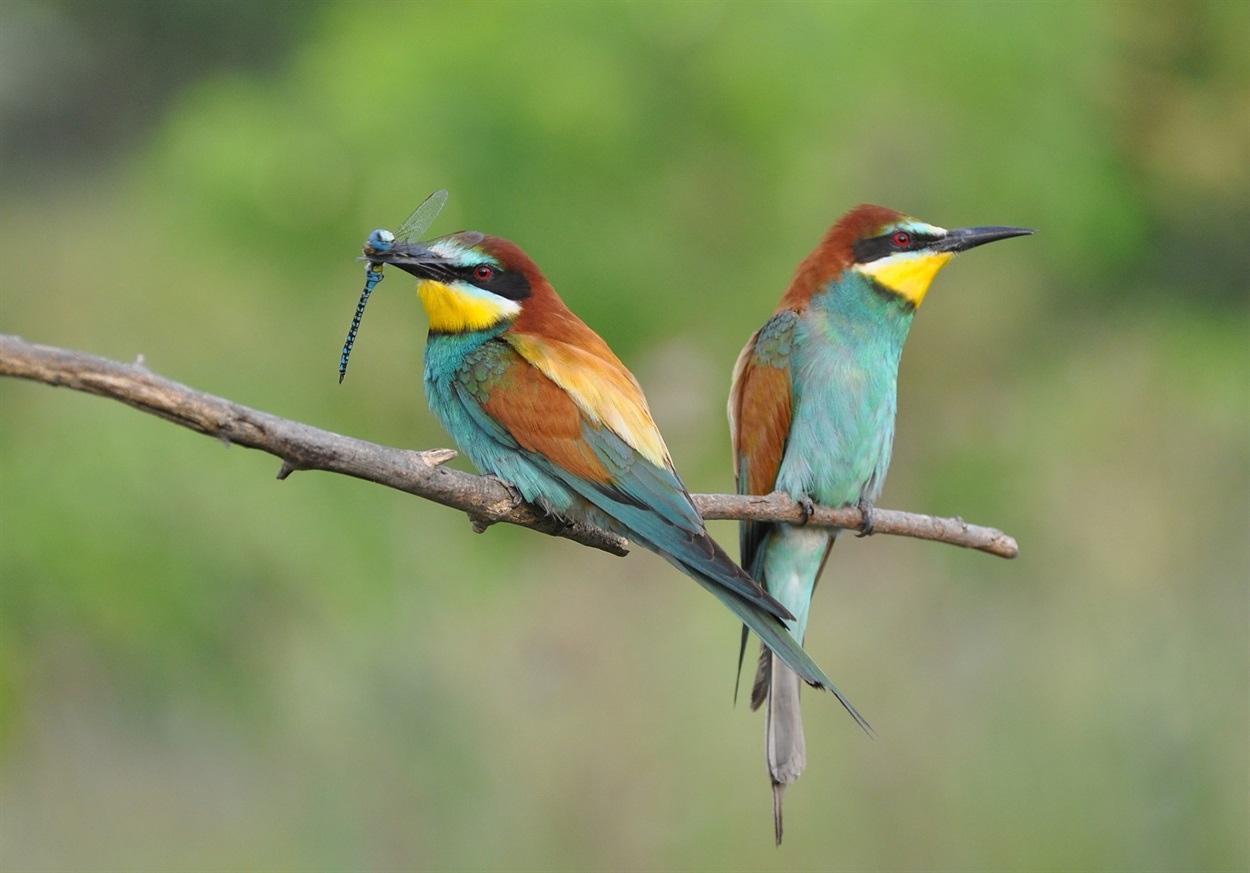 Бджолоїдка звичайна, або щурка європейська