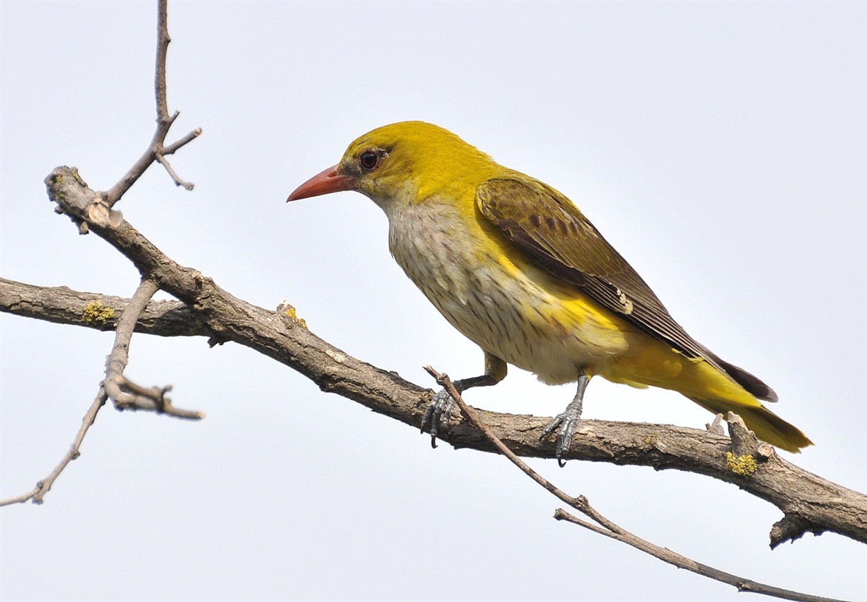 Вивільга (Oriolus oriolus)