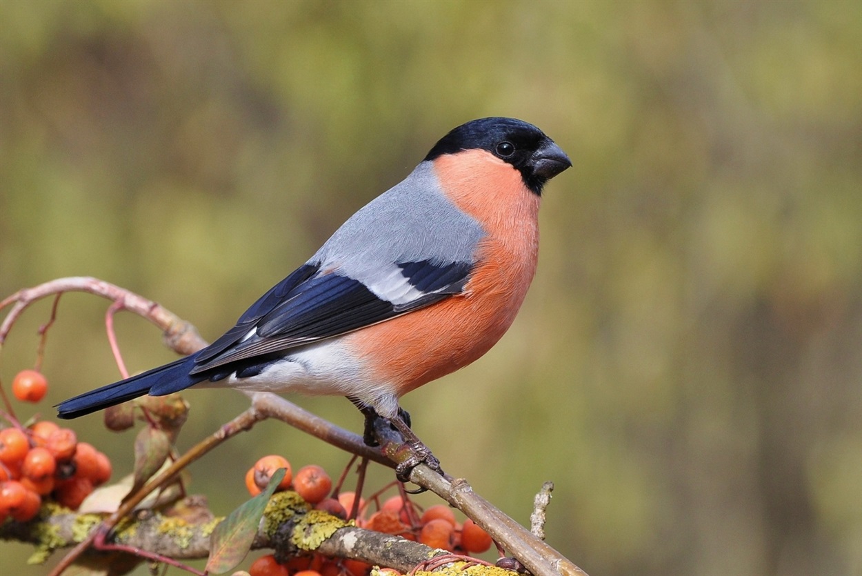  Снігур звичайний (Pyrrhula pyrrhula) 