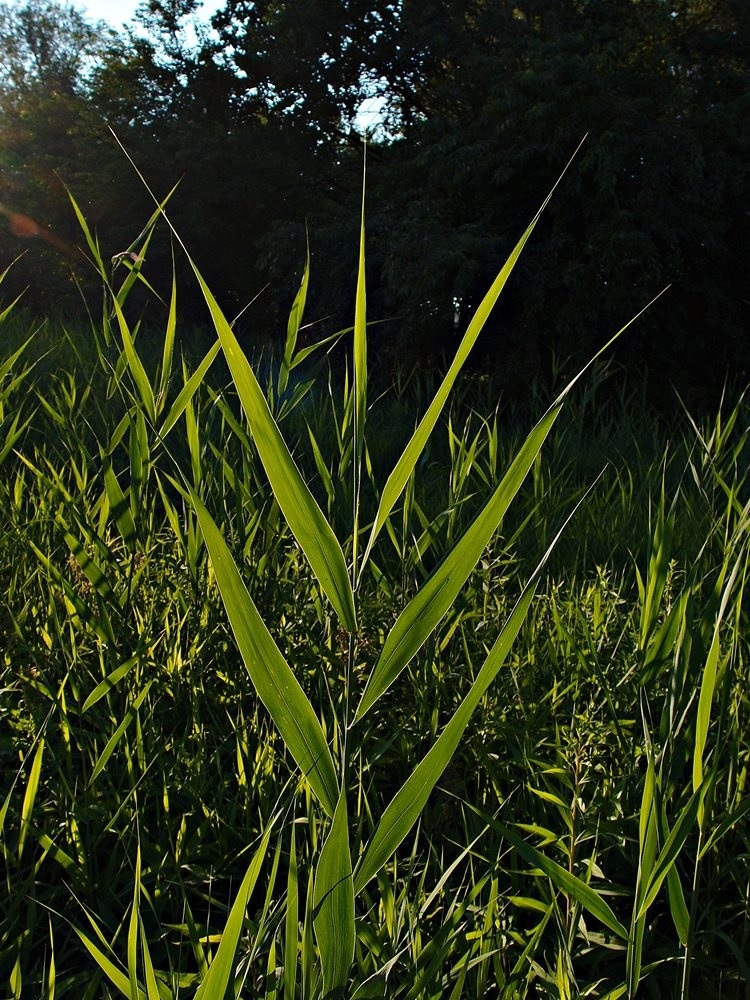 Пагони та листя очерету звичайного