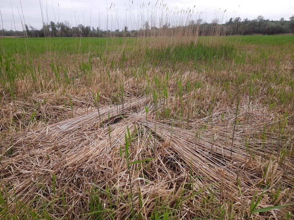 Саме з очерету робили традиційні дахи над хатами вздовж берегів Дністра 