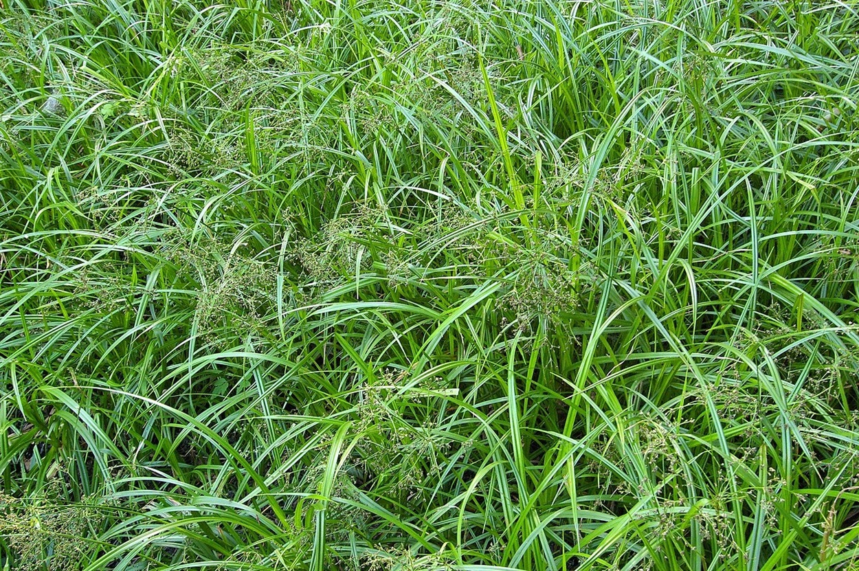 Комиш лісовий (Scírpus sylvaticus)