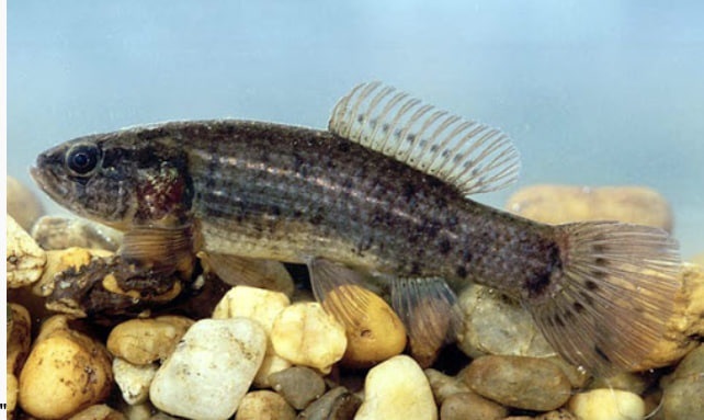 Умбра Umbra krameri