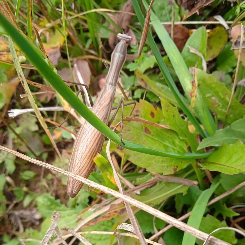 Богомол звичайний (Mantis religiosa)