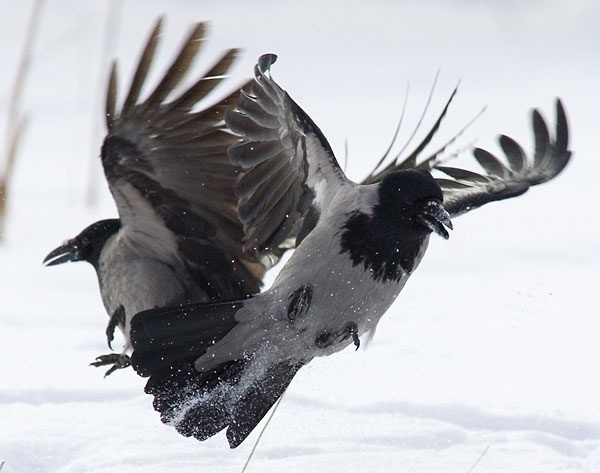 Ворона сіра