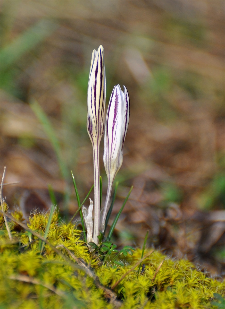 Шафран сітчастий (Crocus reticulatus) 