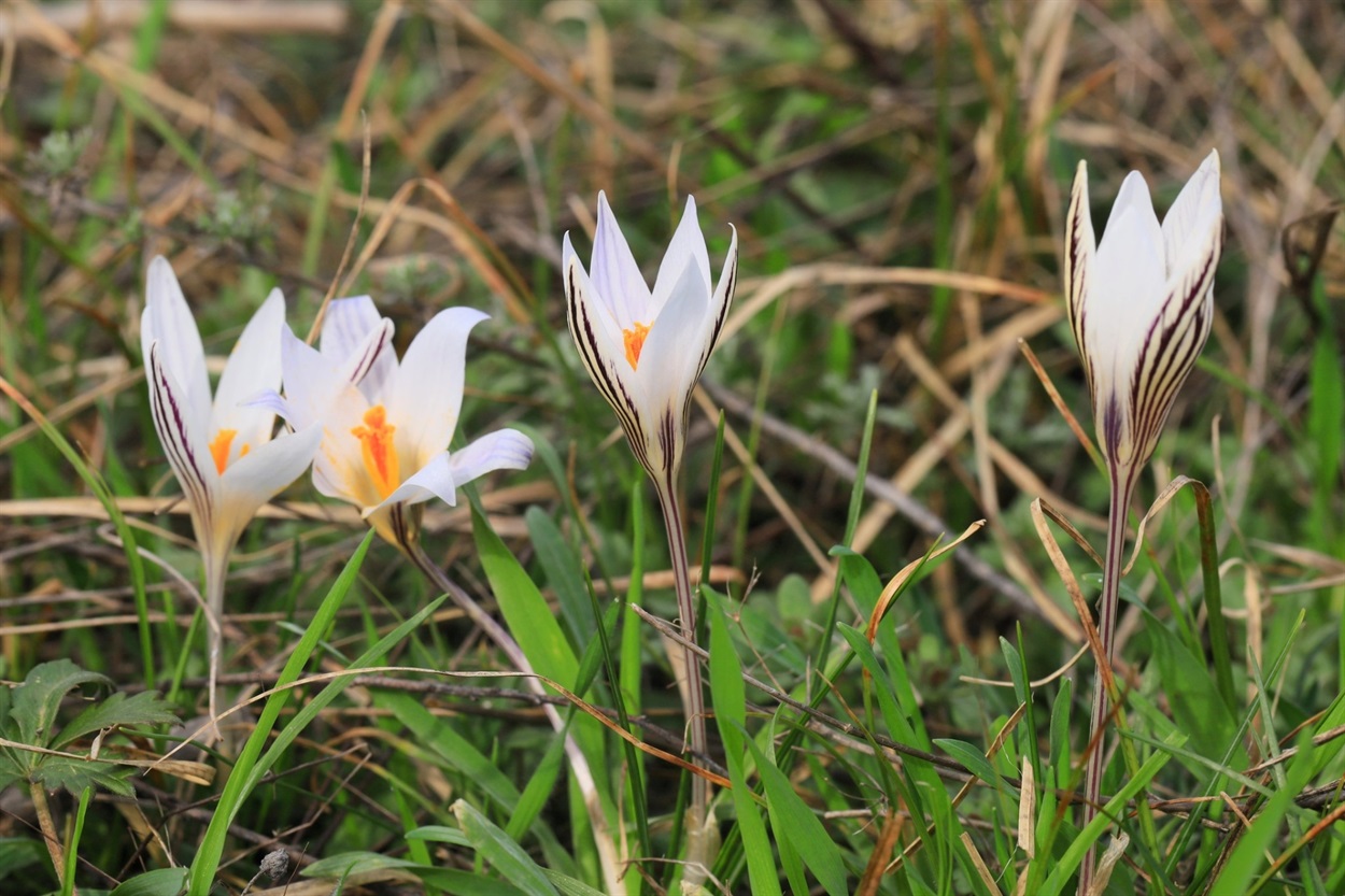 Шафран сітчастий (Crocus reticulatus) 