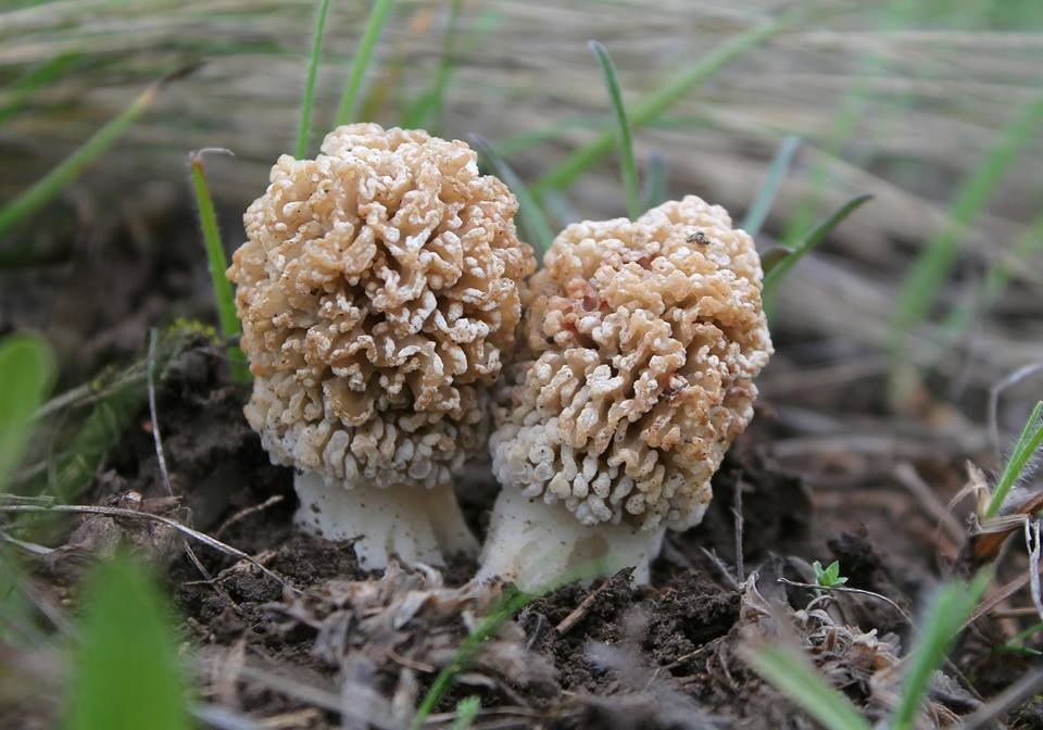 Зморшок степовий (Morchella steppicola Zerova) 