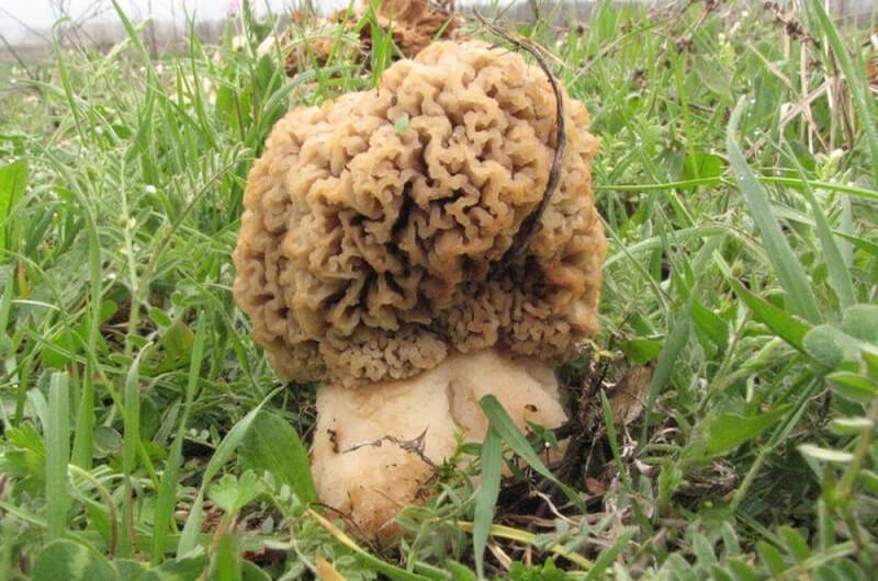 Зморшок товстоногий (Morchella crassipes (Vent.) Pers).
