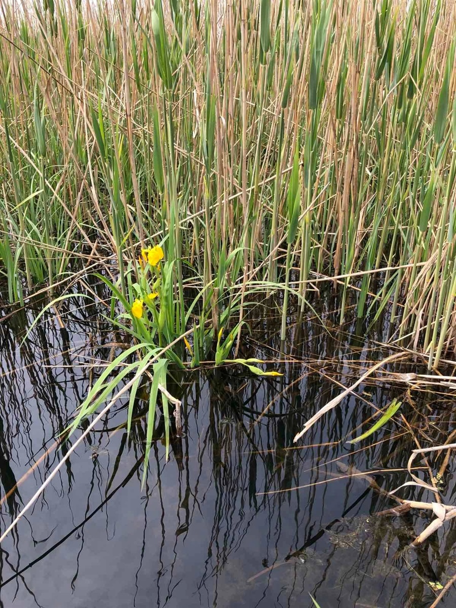 Весняне водопілля у Пониззі Дністра