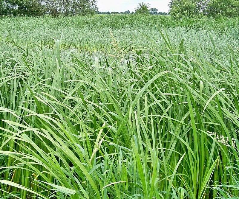 Лепеха звичайна (Acorus calamus), також відома як аїр тростиновий або татарське зілля