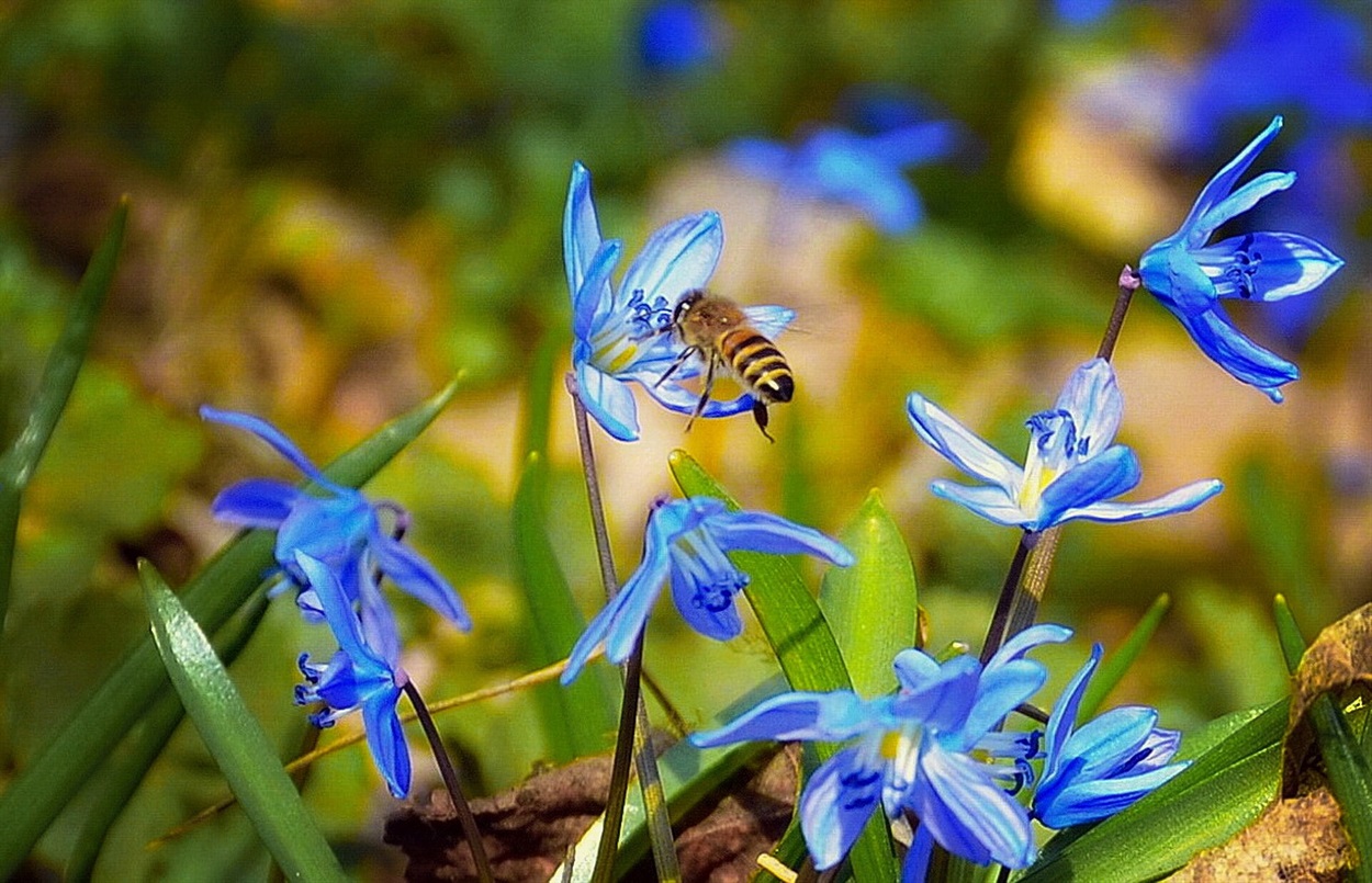 Українська степова бджола (Apis mellifra acervorum Scor)