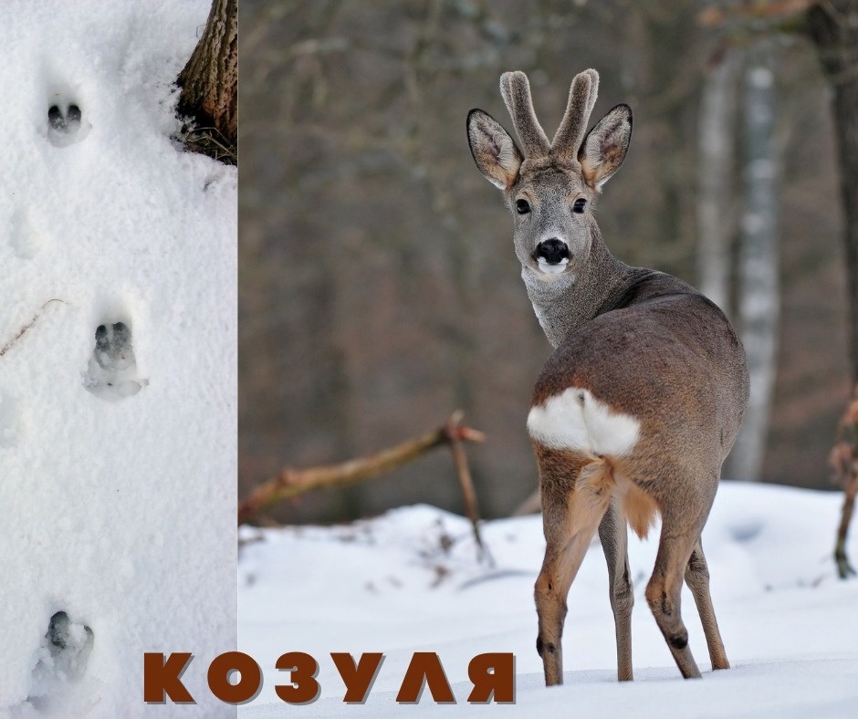 Сліди Сарни європейської (козулі)