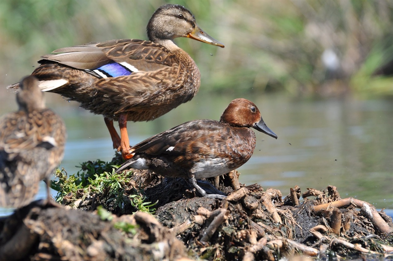  Кряква (Anas platyrhynchos) 