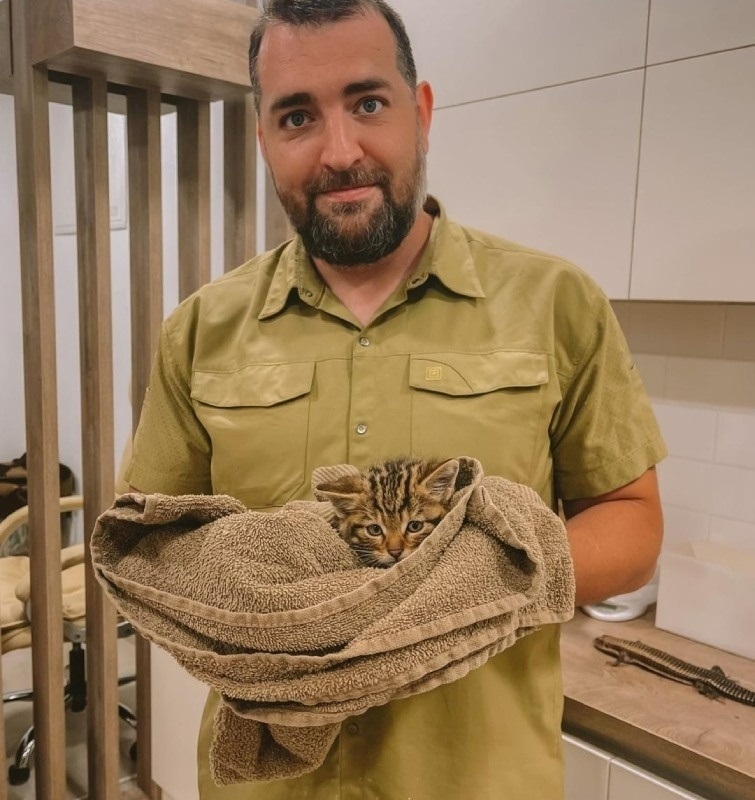 Врятоване кошеня кота лісового