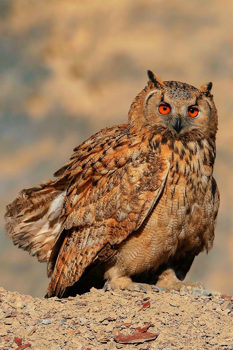 Пугач звичайний (Bubo bubo) 