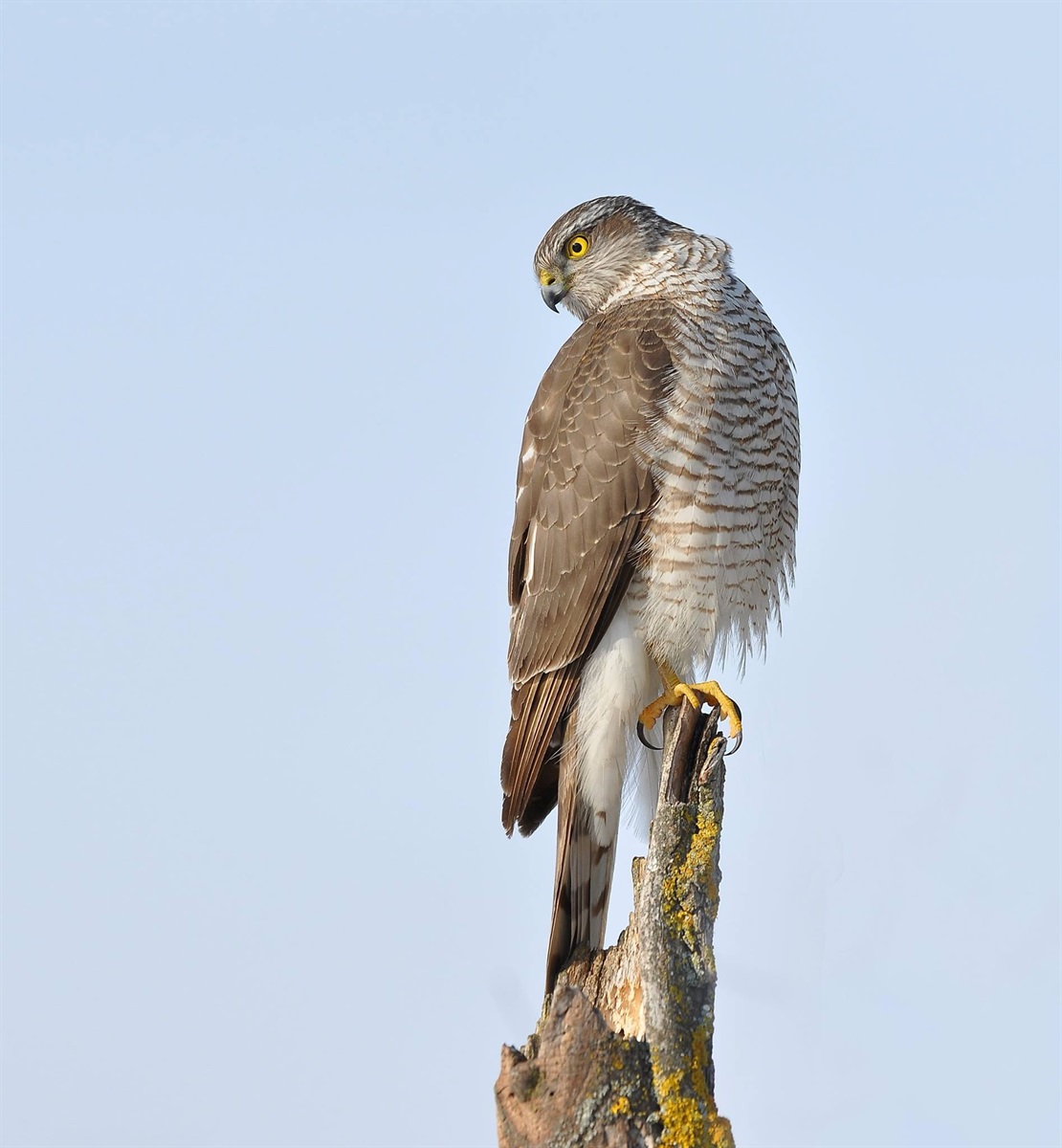 Яструб малий (Accipiter nisus) 