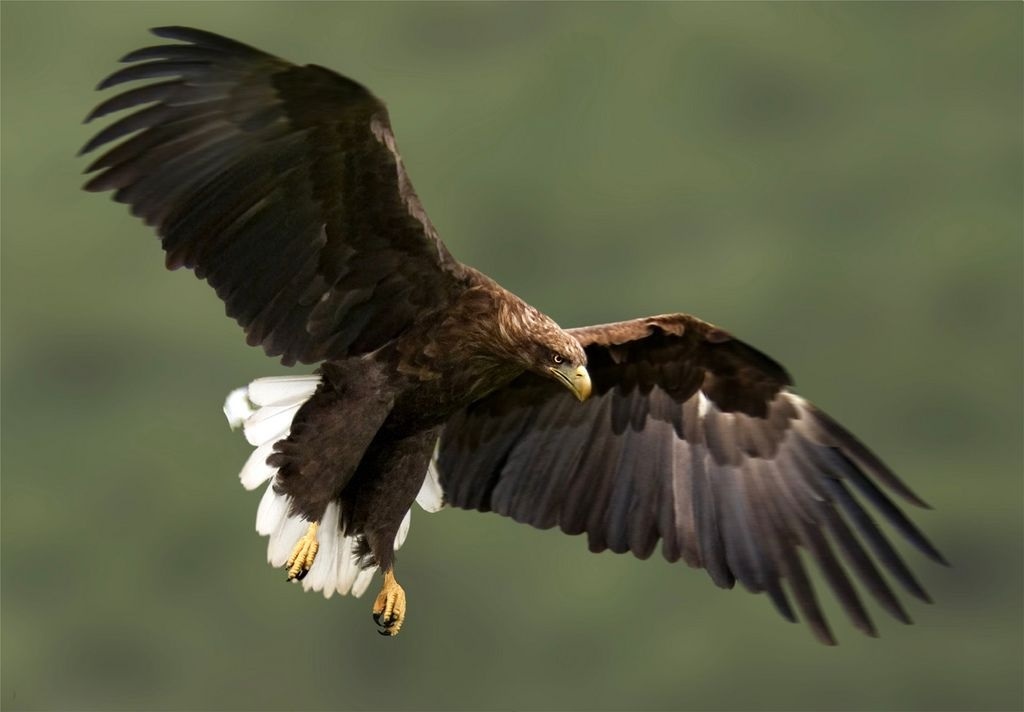 Орлан-білохвост (Haliaeetus albicilla)