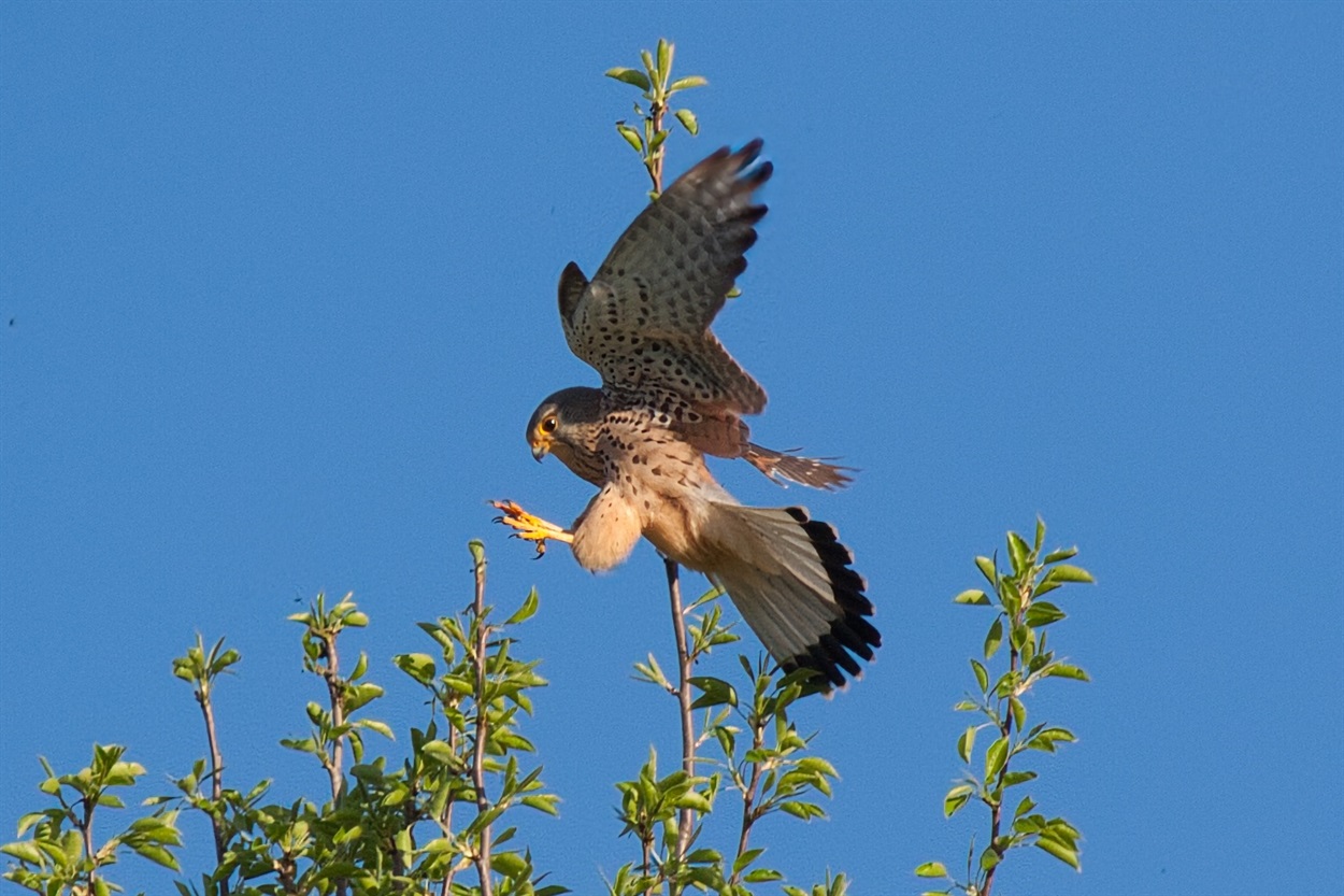Боривітер звичайний (Falco tinnunculus)